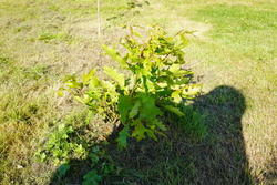 DSC00642.JPG
