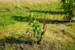 DSC00677.JPG