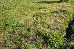 DSC00769.JPG