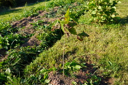 DSC00780.JPG