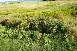 DSC00855.JPG